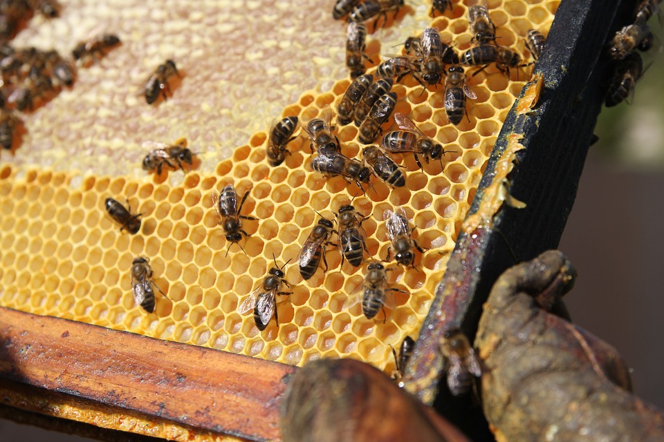 honey from etna